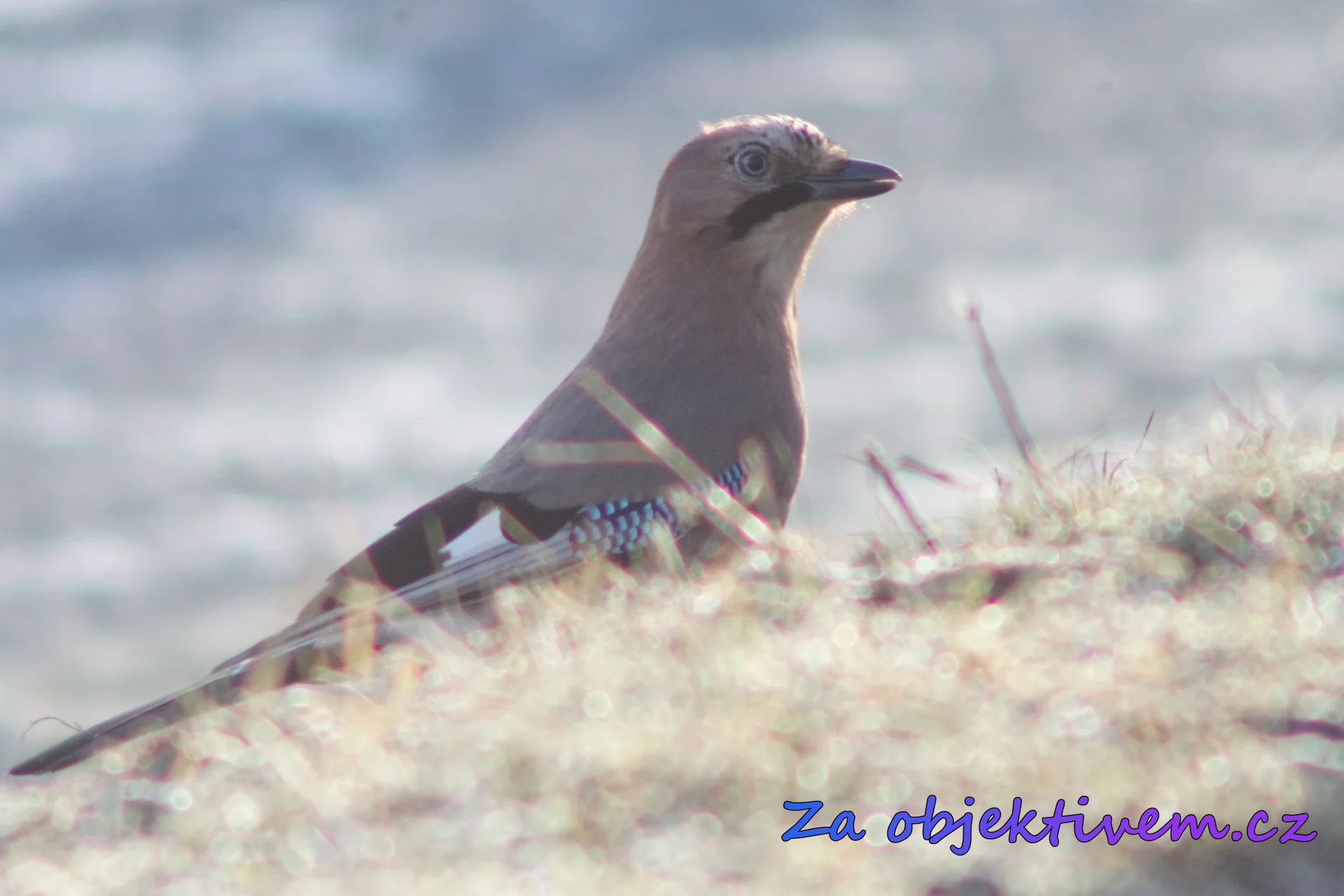 Sojka obecná